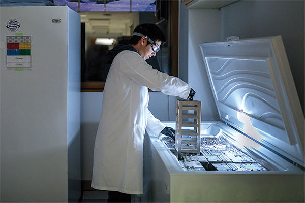 Medical student researcher I-Ling Chiang pulls bacterial cultures from a freezer in the Stappenbeck lab