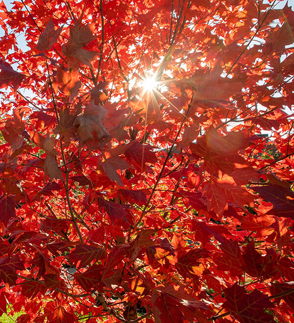 close up of tree with red autumn leaves on Danforth campus