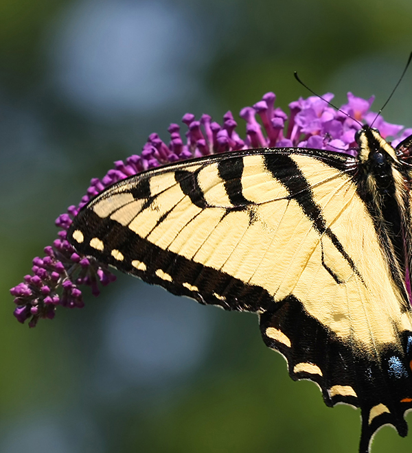 Yellow and black butterfly on a lilac bloom