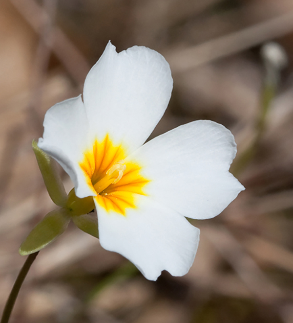 Leavenworthia stylosa——白色花黄色中心