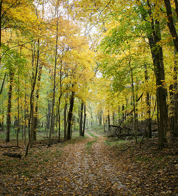 Path through trees in the fall at Tyson Research Center