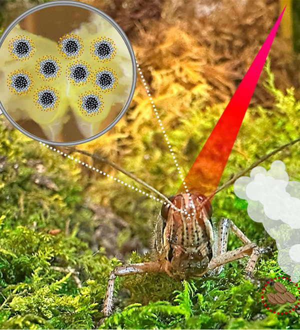 Image of locust with overlay illustration of nanoparticles in a magnifiying glass and thought bubble with coffee beans