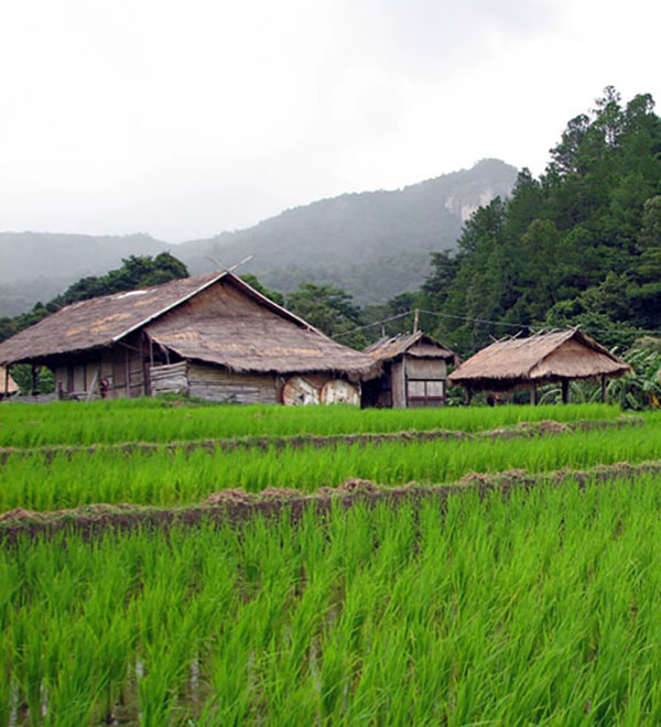 Rice fields in the foreground, two huts and a hillside in the background