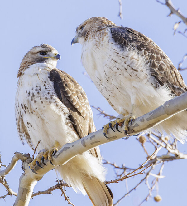 Two red-tailed hawks perched on a tree branch
