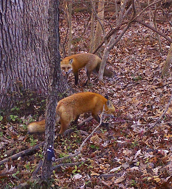 Two red foxes sniffing around a tree among brown fall leaves on the ground